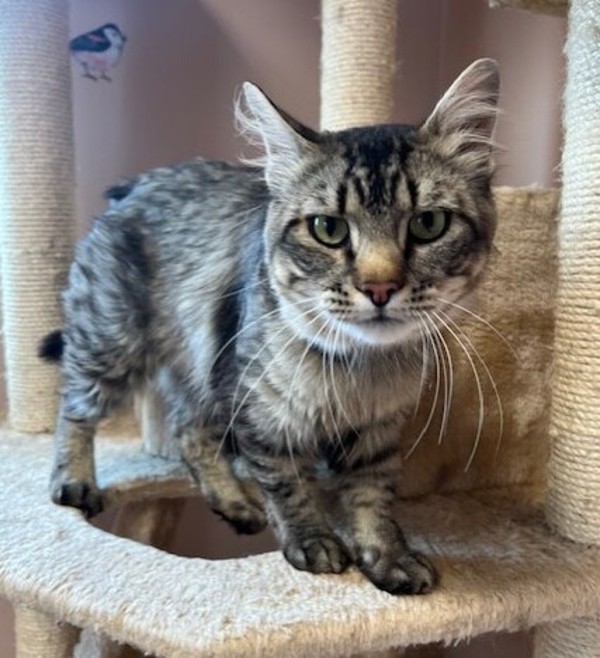 Simon, an adoptable Domestic Medium Hair in Great Falls, MT, 59405 | Photo Image 1