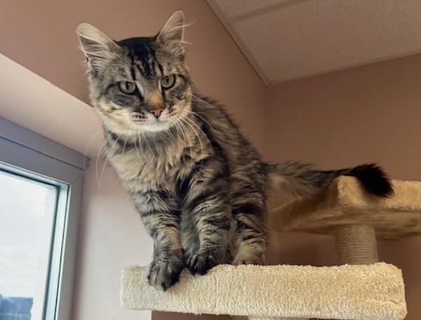 Simon, an adoptable Domestic Medium Hair in Great Falls, MT, 59405 | Photo Image 2