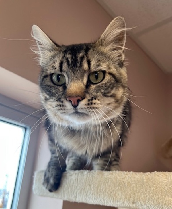 Simon, an adoptable Domestic Medium Hair in Great Falls, MT, 59405 | Photo Image 3