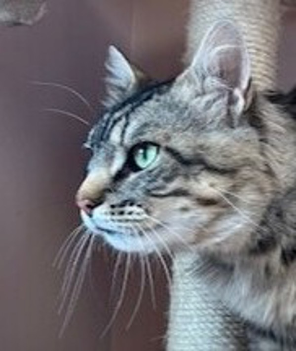 Simon, an adoptable Domestic Medium Hair in Great Falls, MT, 59405 | Photo Image 4
