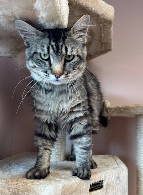 Simon, an adoptable Domestic Medium Hair in Great Falls, MT, 59405 | Photo Image 5