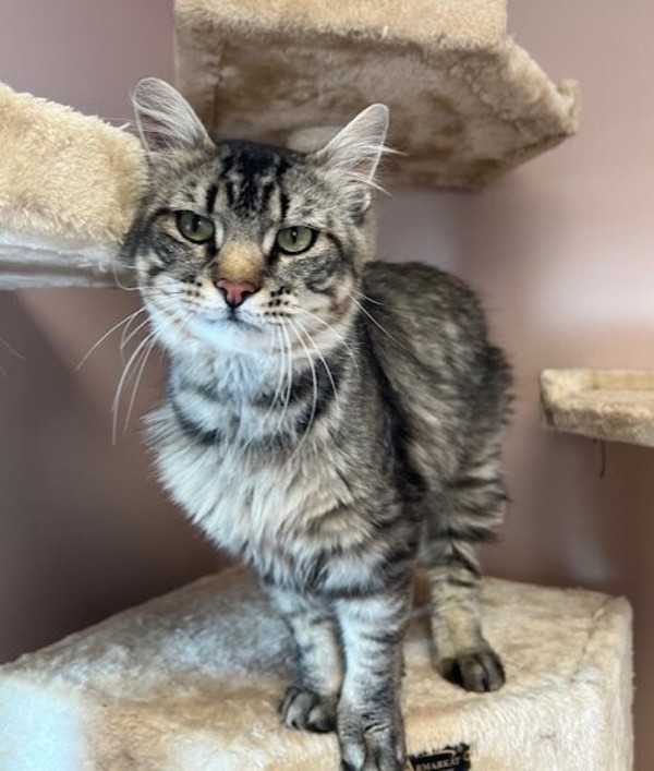 Simon, an adoptable Domestic Medium Hair in Great Falls, MT, 59405 | Photo Image 6