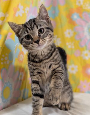 Almond, Baby Female unknown