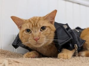 Ozzy, Adult Male unknown