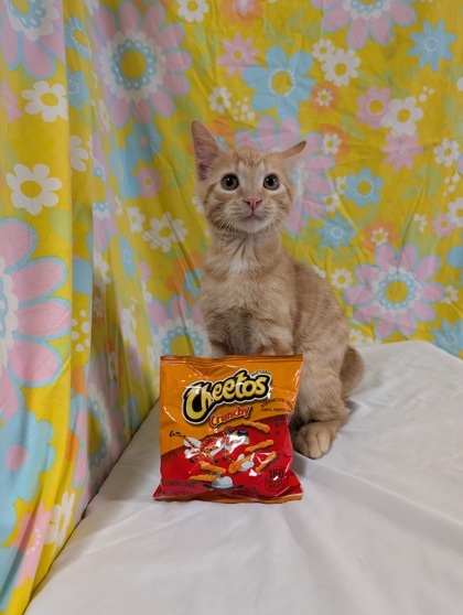 Cheeto
