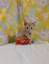 Cheeto