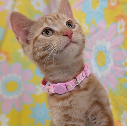 Peanut