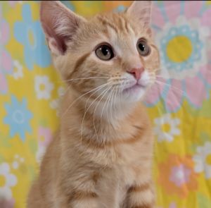 Pumpkin, Baby Male unknown