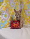 Dorito