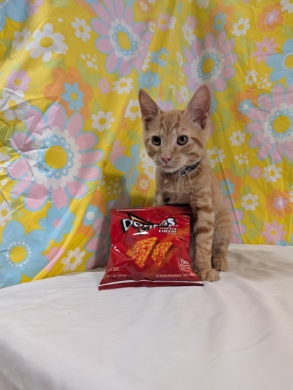 Dorito