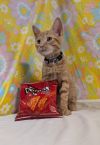 Dorito