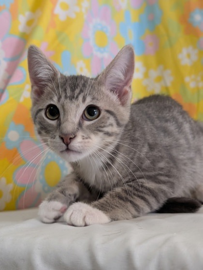 Tom