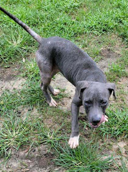 Blue (Demodex+)