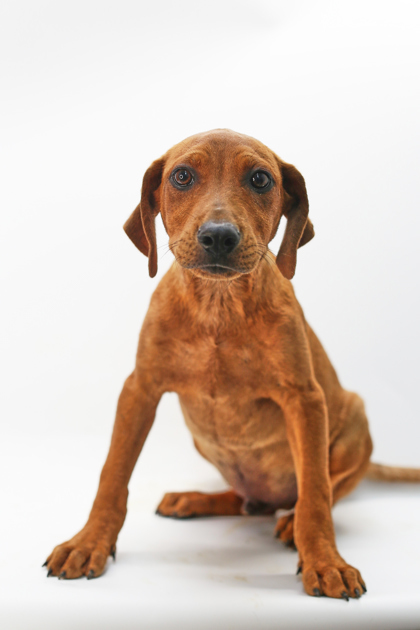 Johnathon, an adoptable Chinook, Mixed Breed in Morton Grove, IL, 60053 | Photo Image 1