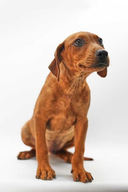 Johnathon, an adoptable Chinook, Mixed Breed in Morton Grove, IL, 60053 | Photo Image 2