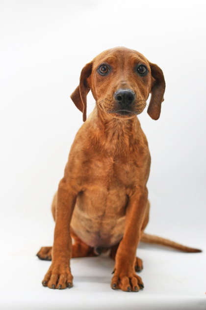 Johnathon, an adoptable Chinook, Mixed Breed in Morton Grove, IL, 60053 | Photo Image 3