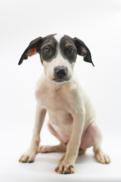 Jerome, an adoptable Chinook, Mixed Breed in Morton Grove, IL, 60053 | Photo Image 1