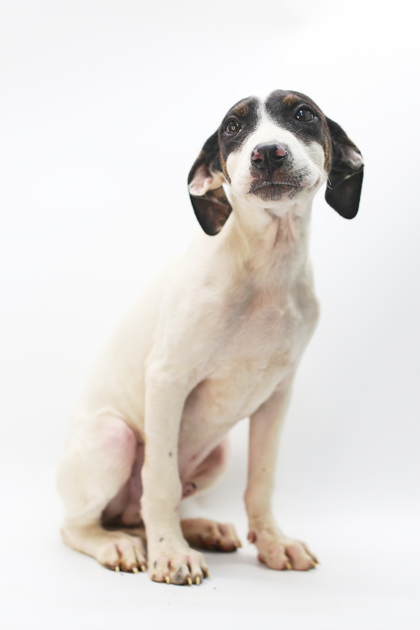 Jerome, an adoptable Chinook, Mixed Breed in Morton Grove, IL, 60053 | Photo Image 2