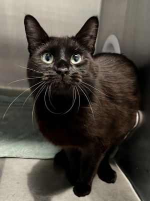 Bellatrix, Young Female unknown