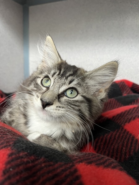 Mirabel