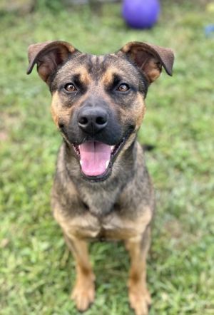 Chance, Adult Male unknown