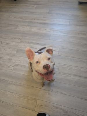 Luna Bella