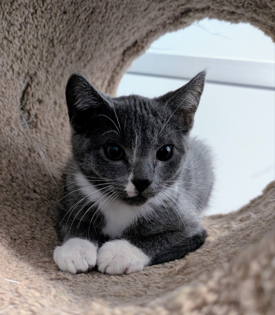 Piper