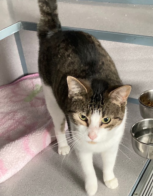 Gabby, an adoptable Domestic Short Hair in Medford, WI, 54451 | Photo Image 1
