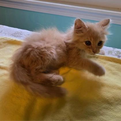 Oliver
