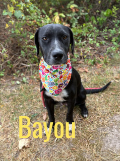 Bayou 125713