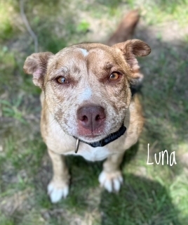 Luna 125228
