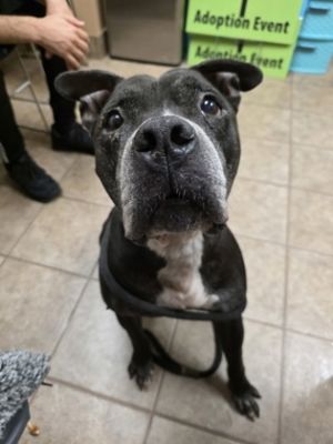 Hooch, Adult Male unknown