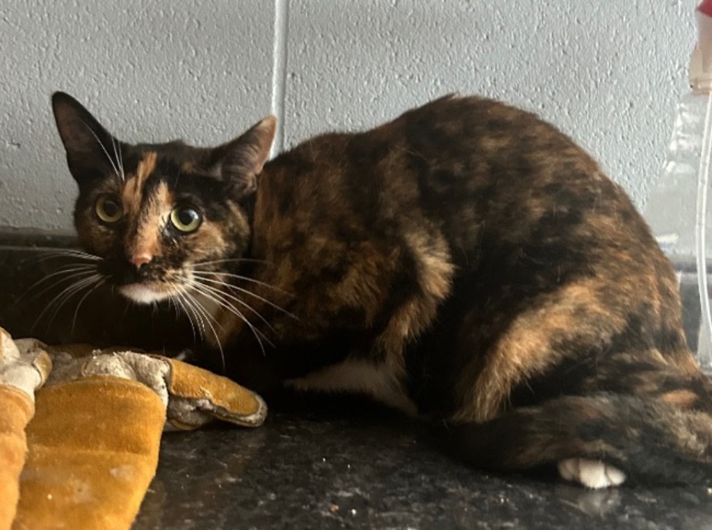 Tiger, an adoptable Domestic Short Hair in Greenwood, MS, 38930 | Photo Image 1