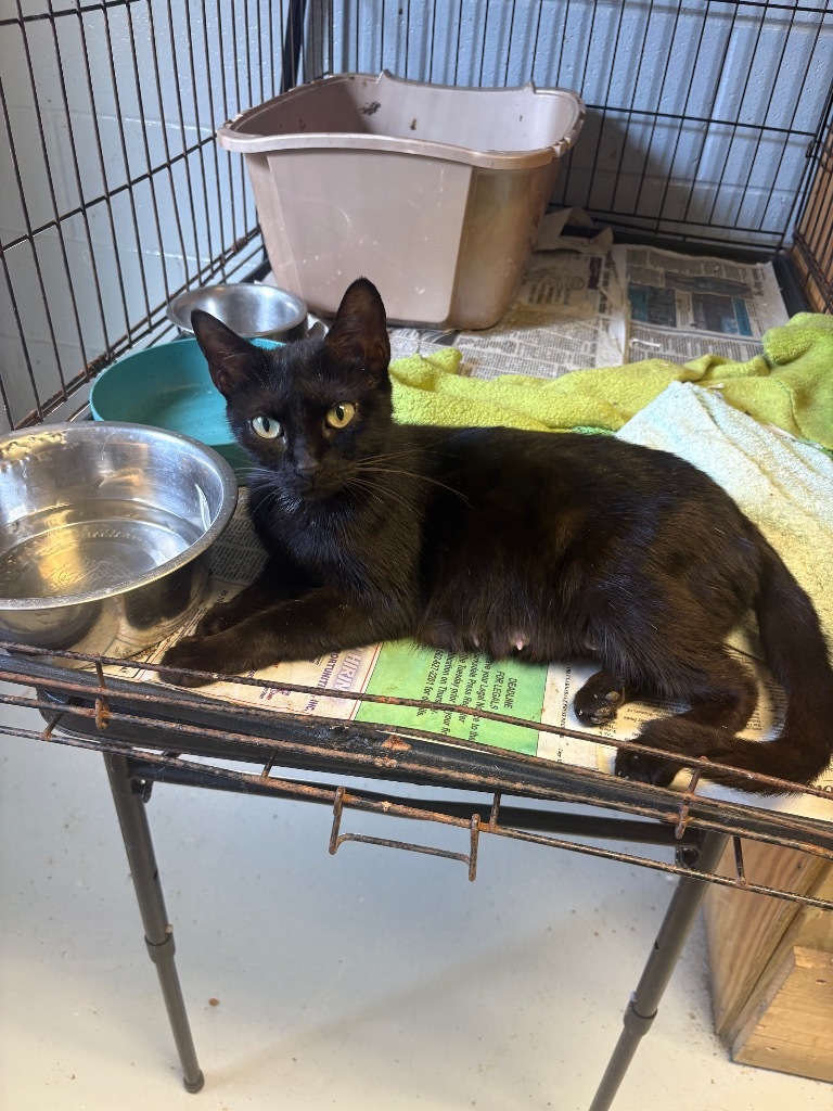 Olivia, an adoptable Domestic Short Hair in Greenwood, MS, 38930 | Photo Image 1