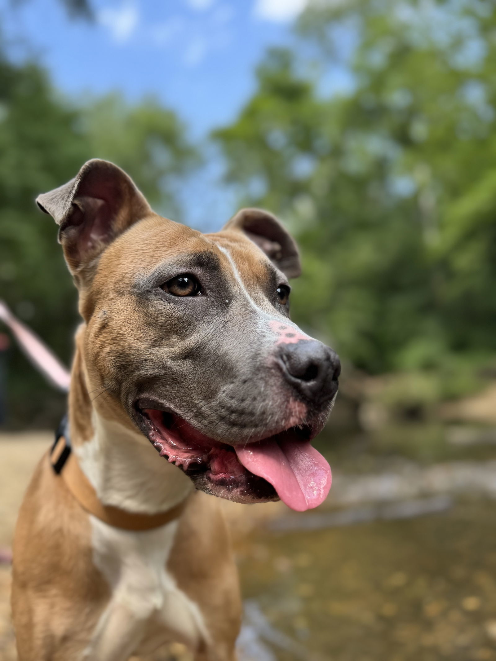Luna (Pepsi)