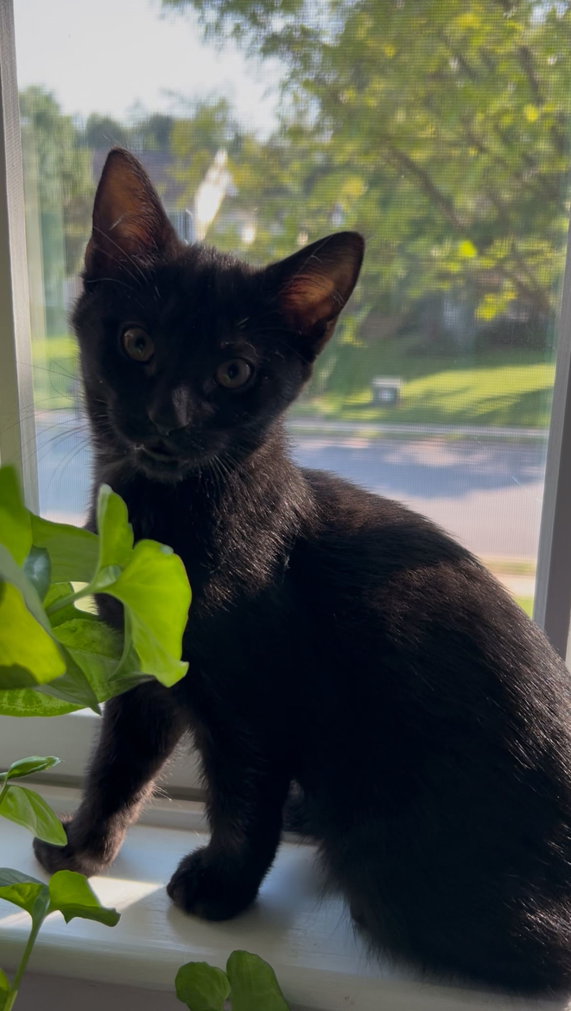 Artemis