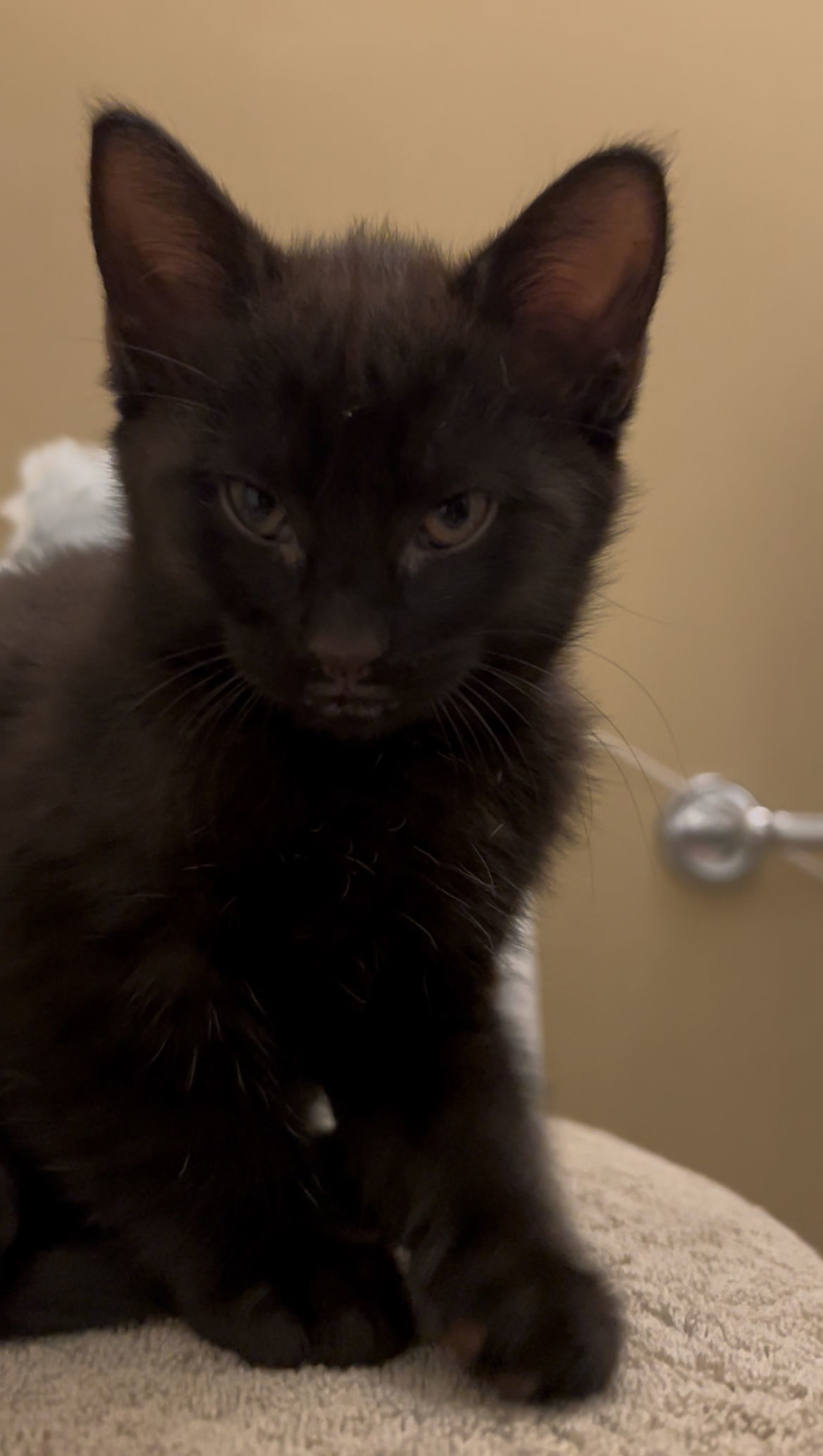 Artemis