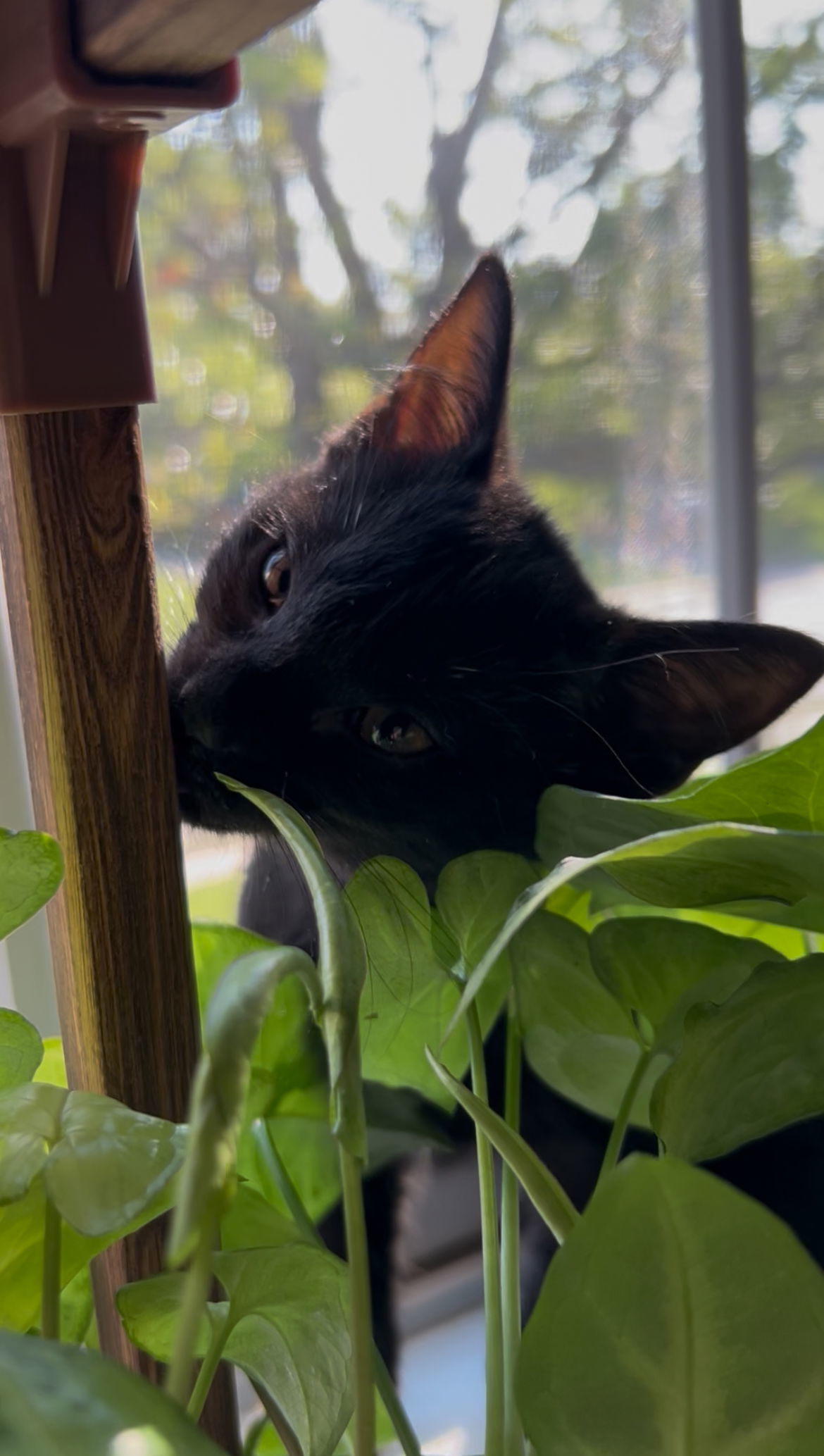 Artemis