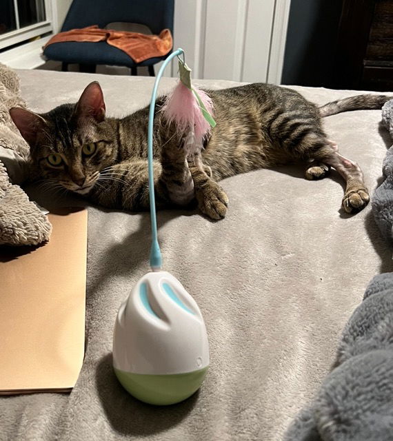 Romeo (& Juliet) - bonded