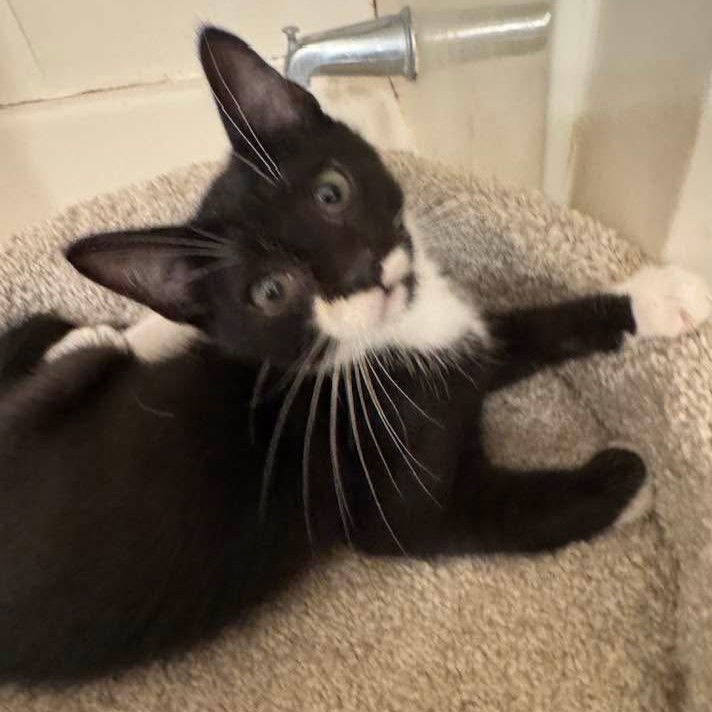 Billy (Foster Kitten)