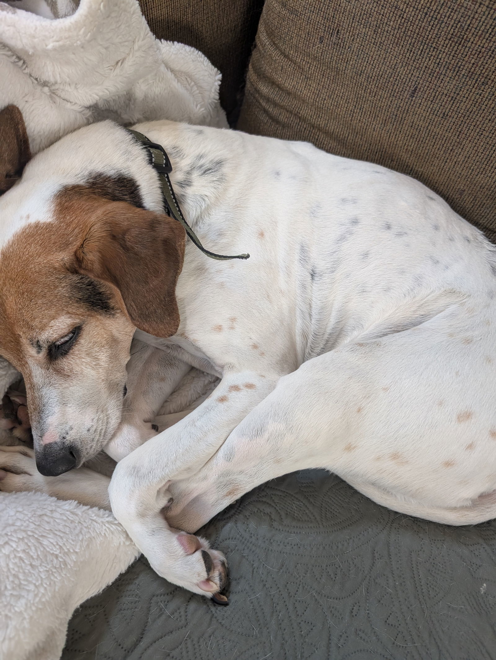 Jack (Courtesy)