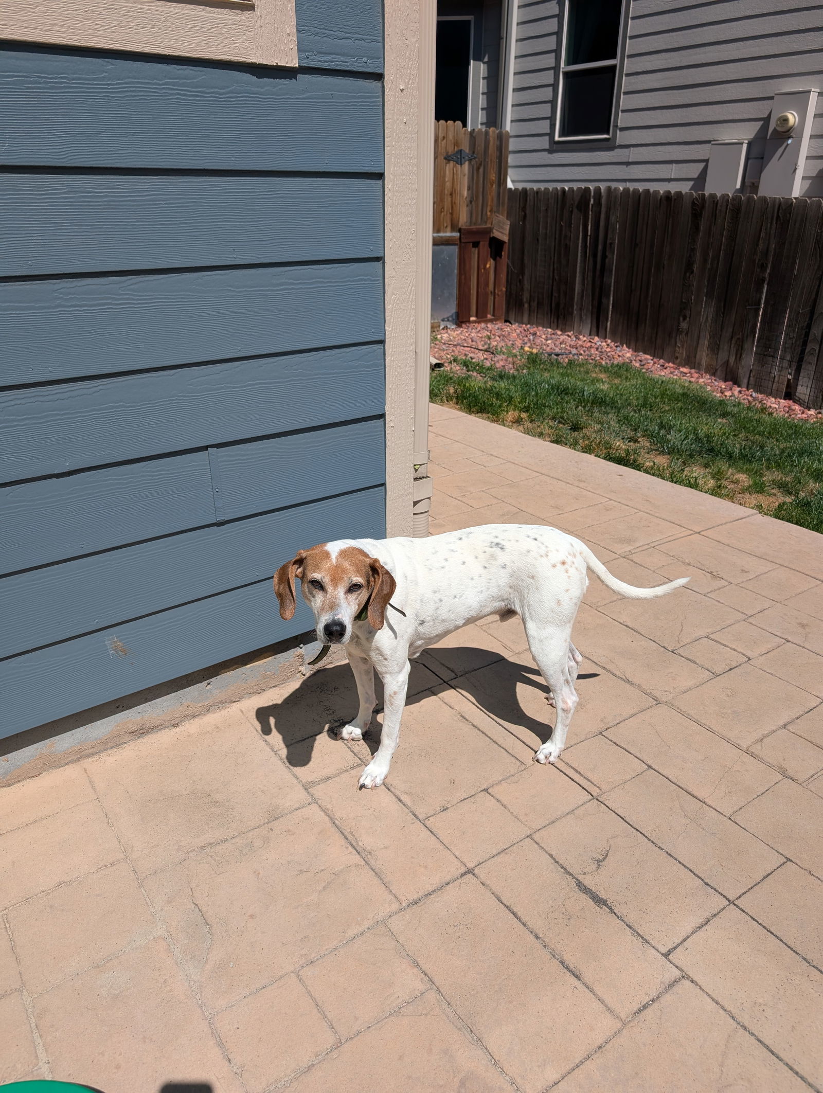 Jack (Courtesy)