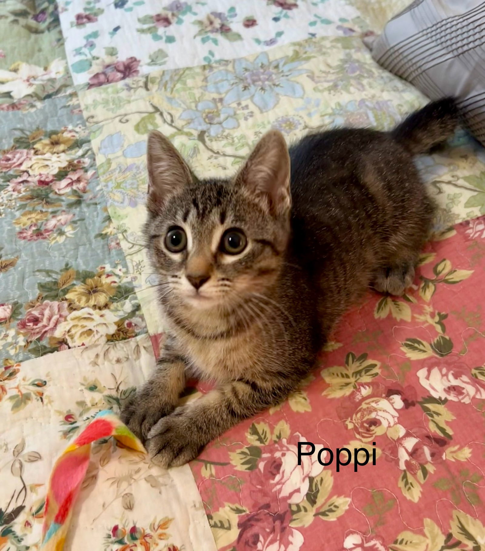 Poppi