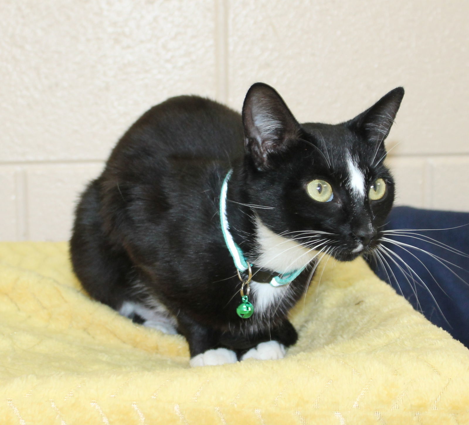 Tux - 42073