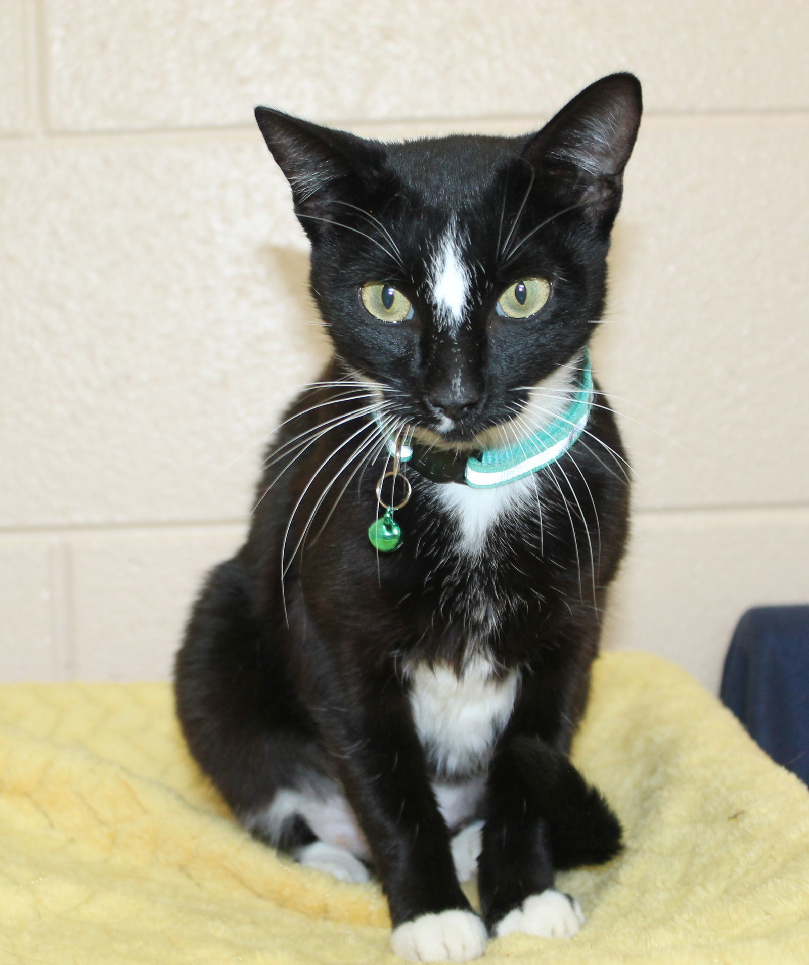 Tux - 42073