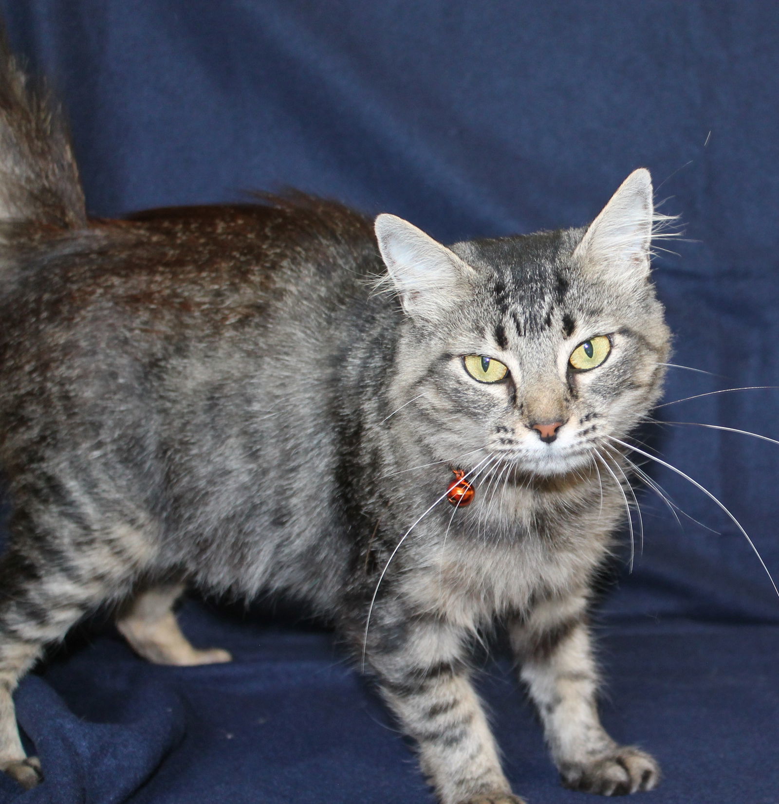 Gravy - 36158