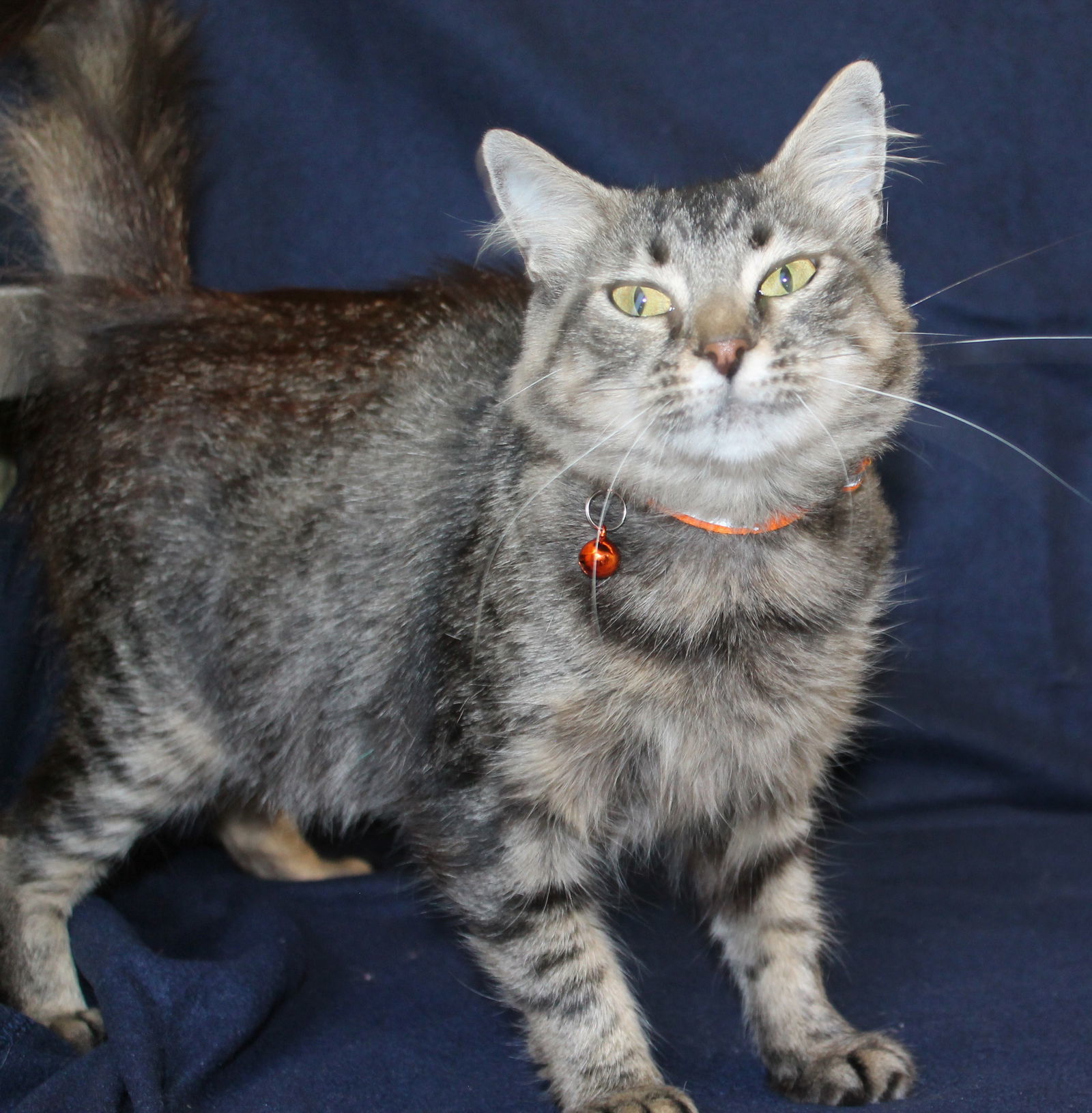 Gravy - 36158