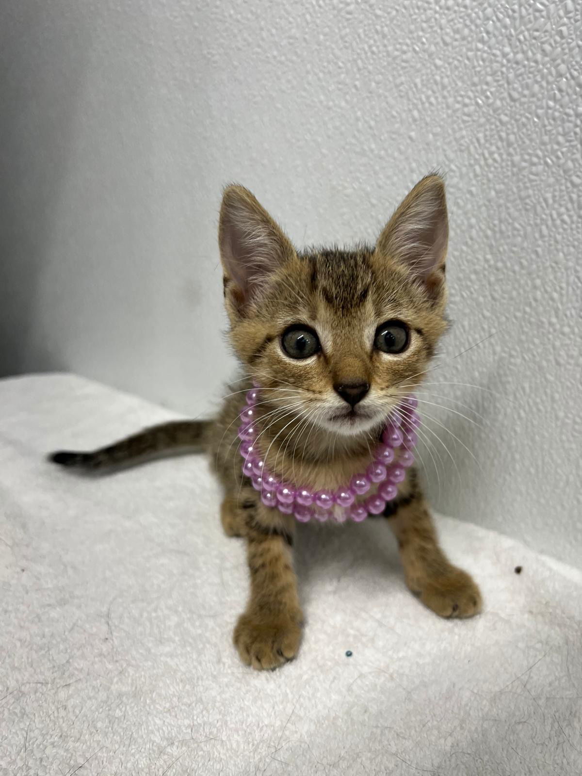 Lyla