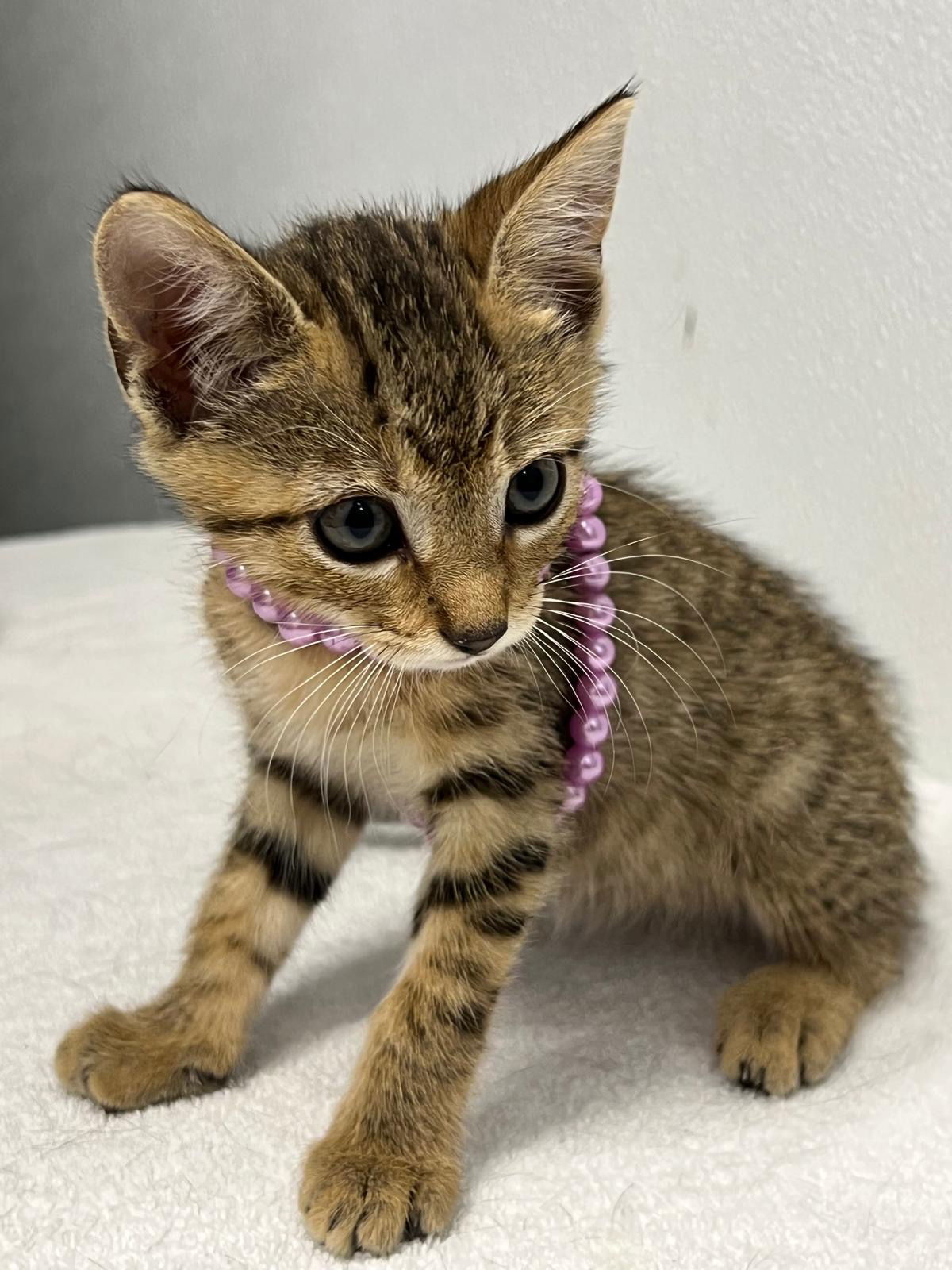 Lyla