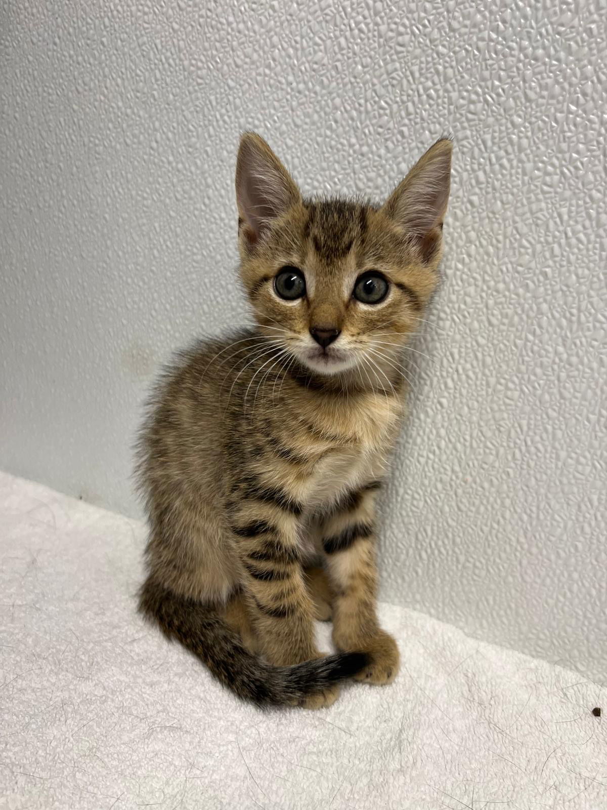 Lyla